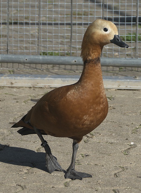 相比